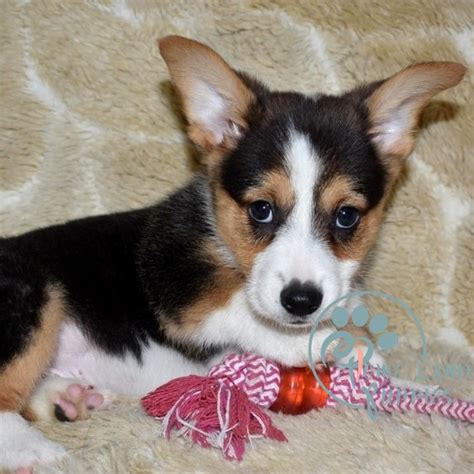 are corgis cheap